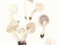 Psathyrella cotonea (Quél.) Konr. & Maubl. , Langstieliger Pinselmürbling