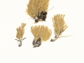 Ramaria abietina (Pers.:Fr.) Quél. var. abietina , Grünfleckende Koralle
