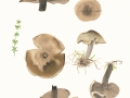 Rhodocybe popinalis  (Fr.) Singer , Bereifter Tellerling , Rauchgrauer Tellerling