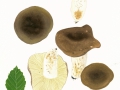 Russula integra (L.) Fr. , Brauner Leder-Täubling