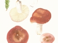 Russula vesca Fr. , Speise-Täubling , Fleischroter Speise-Täubling