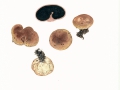 Scleroderma bovista Fr. , Gelbflockiger Hartbovist , Netzsporiger Hartbovist