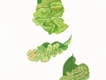 Taphrina deformans (Berk.) Tul. , Pfirsichblatt-Wucherling