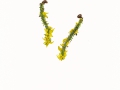 Taphrina johansonii Sadeb. , Espen-Narrentasche