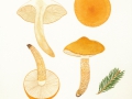 Tricholma aurantium (Schaeff.:Fr.) Ricken , Orangeroter Ritterling
