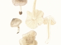 Tricholoma argyraceum (Bull.:Fr.) Kumm. , Gilbender Erd-Ritterling