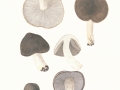 Tricholoma terreum (Schaeff.) Kumm. , Gemeiner Erd-Ritterling