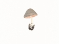 Volvariella murinella (Quél.) Mos.. , Mausgrauer Scheidling , NPH