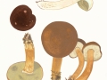 Imleria badia (Fr: Fr.) Vizzini. , Maronen-Röhrling , Marone