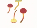 Hortiboletus rubellus (Krombh.) Simonini, Vizzini & Gerardi, Blutroter Röhrling