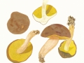 Xerocomus submentosus (L.: Fr.) Quél. , Ziegenlippe