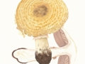 Agaricus augustus  Fr. , Braunschuppiger Riesen-Egerling