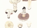 Agaricus bitorquis (Quél.) Sacc. , Stadt-Egerling , Trottoir-Egerling