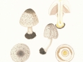 Agaricus moelleri  Wasser , Perlhuhn-Egerling