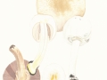 Agaricus xanthodermus Genev. var. xanthodermus , Karbol-Egerling, Veränderlicher Karbol-Egerling
