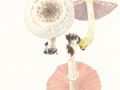 Agaricus xanthodermus Genev. var. xanthodermus, Karbol-Egerling , Veränderlicher Karbol-Egerling