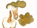 Albatrellus cristatus  (Schaeff.:Fr.) Kotl. & Pouzar , Gelbgrüner Kamm-Porling , NPH