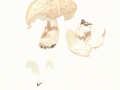 Albatrellus ovinus (Schaeff.:Fr.) Kotl. & Pouzar , Schafeuter , Schaf-Porling