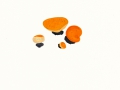 Aleuria aurantia (Pers.:Fr.) Fuck. , Orangebecherling