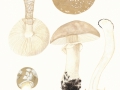 Amanita excelsa  (Fr.) Bertill. , Grauer Wulstling