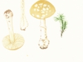 Amanita gemmata (Fr.) Bert.. , Narzissengelber Wulstling ,  NPH