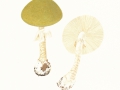 Amanita phalloides (Fr.) Link var. phalloides, Grüner Knollenblätterpilz