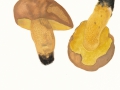 Butyriboletus appendiculatus (Schaeff.) D.Arora & J.J.Frank  , Anhängsel-Röhrling