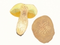Butyriboletus appendiculatus (Schaeff.) D.Arora & J.J.Frank , Anhängsel-Röhrling , 2