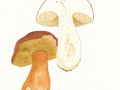 Boletus pinophilus Pilát & Dermek , Kiefern-Steinpilz