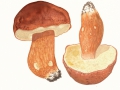 Boletus pinophilus Pilát & Dermek , Kiefern-Steinpilz , 2