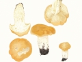 Calocybe gambosa (Fr.: Fr.) Donk , Maipilz , Mai-Ritterling
