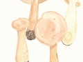 Clitocybe geotropa (Bull.) Quél. , Mönchskopf-Trichterling , Mönchskopf