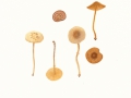 Conocybe aporos Kits van Wav. , Frühlings-Samthäubchen