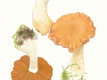 Cortinarius (Tel.)  bovinus (Velen.) Kühner & Romagn. , Dickfüßiger Nadelwald-Gürtelfuß