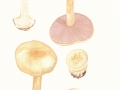 Cortinarius (Phleg.) calochrous (Pers.:Fr.) Fr. s.l. , Amethystblättriger Klumpfuß