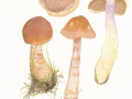 Cortinarius (Ser.) caninus (Fr.) Fr. , Rostbrauner Dickfuß