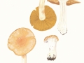 Cortinarius (Phleg.) claricolor (Fr.) Fr. , Weißgestiefelter Schleimkopf