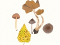 Cortinarius (Tel.) hemitrichus (Pers.:Fr.) Fr. , Weißflockiger Gürtelfuß