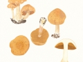 Cortinarius (Tel.) hinnuleus (Sowerby) Fr. , Erdigriechender Gürtelfuß