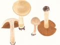 Cortinarius (Tel.) laniger Fr. , Wolliger Gürtelfuß
