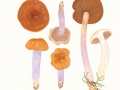 Cortinarius (Myx.) collinitus (Sowerby:Fr.) Gray , Blaustiel-Schleimfuß
