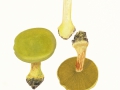 Cortinarius (Phleg.) odoratus (Joguet ex Mos.) Mos. ss. Mos. , Riechender Grünlings-Klumpfuß