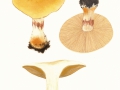 Cortinarius (Phleg.) olearioides Rob. Henry , Safran-Klumpfuß