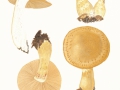Cortinarius (Phleg.) olidus J.E.Lange , Gelbgegürtelter Schleimkopf ,