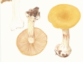 Cortinarius (Phleg.) saporatus Britz. , Breitknolliger Klumpfuß , Velumflecken-Klumpfuß