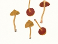 Cortinarius (Derm.) semisanguineus (Fr.:Fr.) Gill. , Blutblättriger Hautkopf