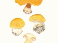 Cortinarius (Phleg.) varius (Schaeff.:Fr.) Fr. , Ziegelgelber Schleimkopf