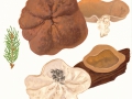 Gyromitra ancilis (Pers.:Fr.) Kreisel , Schildförmige Scheibenlorchel , Größter Scheibling