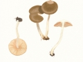 Entoloma subradiatum(Kühn. & Romagn.) Mos. , Schwachgeriefter Rötling