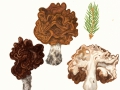 Gyromitra esculenta (Pers.) Fr. , Frühjahrslorchel